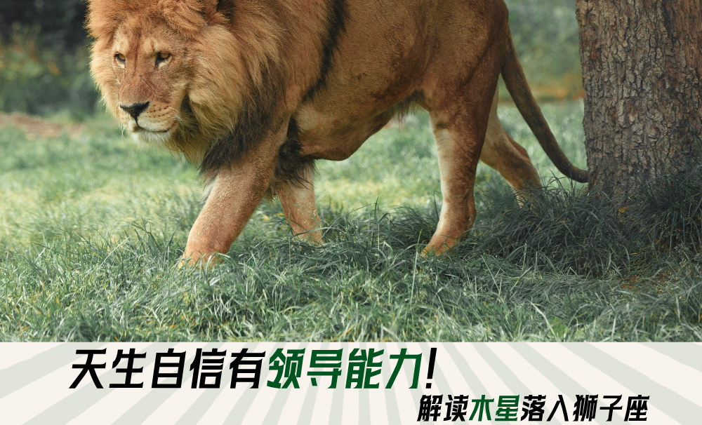 天生自信有领导能力！解读木星落入狮子座