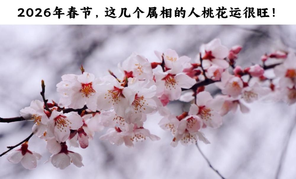 2026年春节，这几个属相的人桃花运很旺！