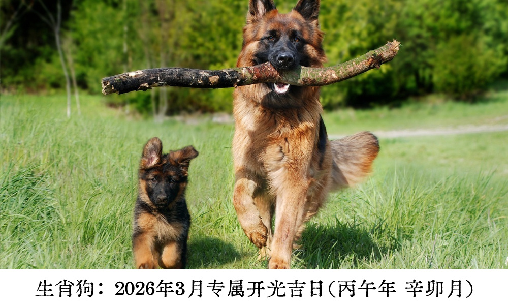 生肖狗:2026年3月专属开光吉日(丙午年 辛卯月)