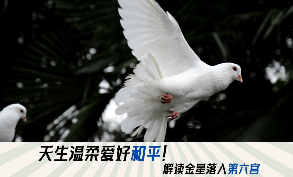 天生温柔又细腻！解读金星落入第六宫