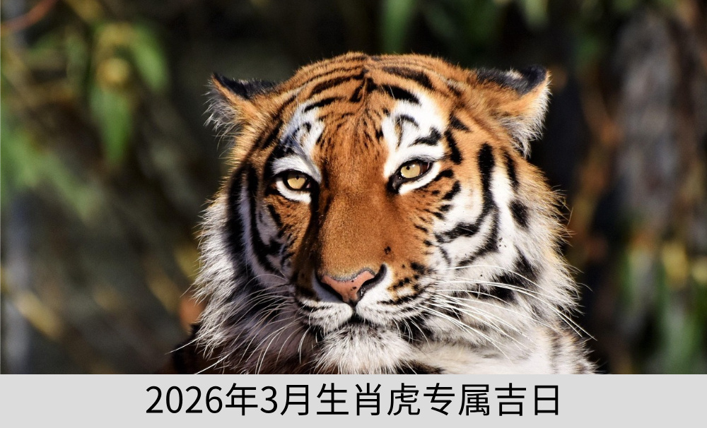 2026年3月生肖虎专属黄道吉日
