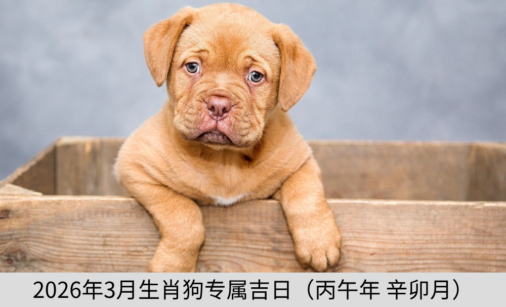 2026年3月生肖狗专属吉日（丙午年辛卯月）