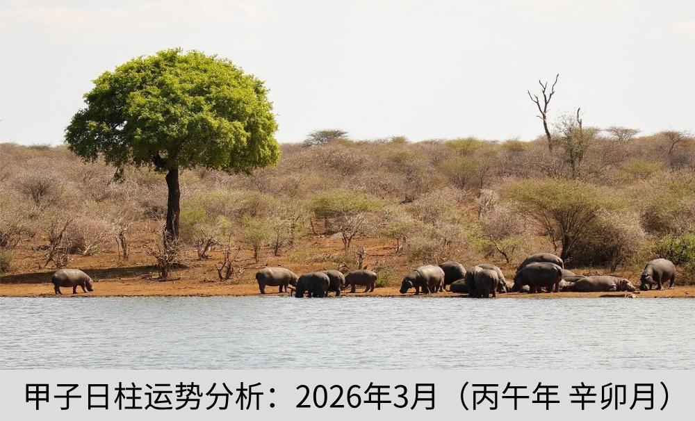 甲子日柱运势分析：2026年3月（丙午年辛卯月）