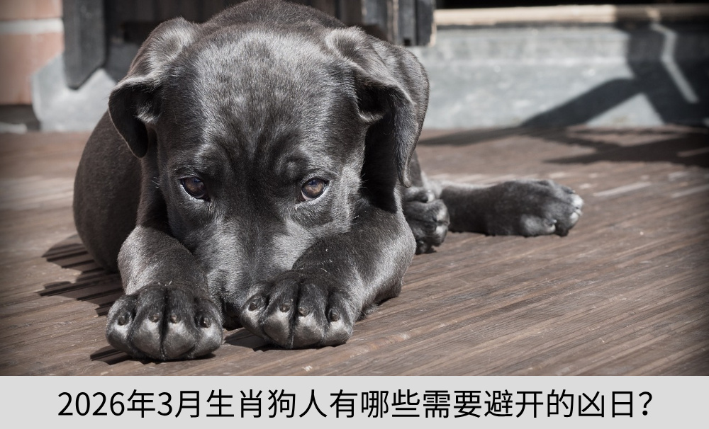 2026年3月生肖狗人有哪些需要避开的凶日？