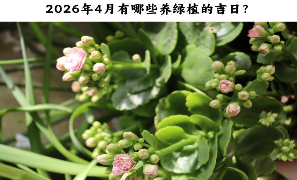 2026年4月有哪些养绿植的吉日？