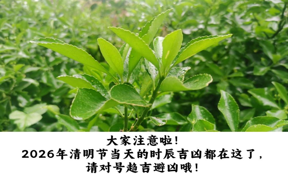 大家注意啦！2026年清明节当天的时辰吉凶都在这了，请对号趋吉避凶哦！