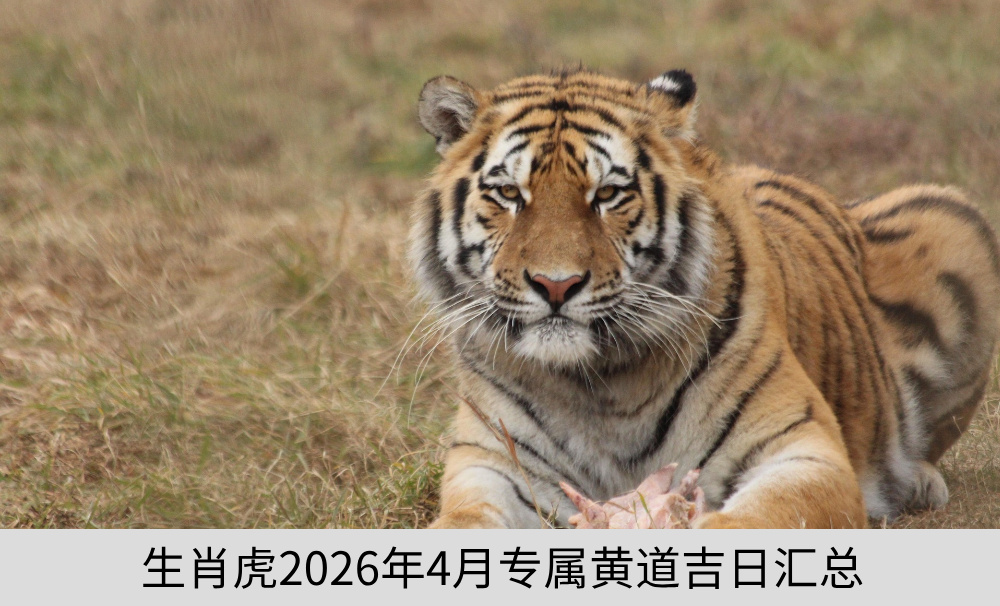 生肖虎2026年4月专属黄道吉日汇总