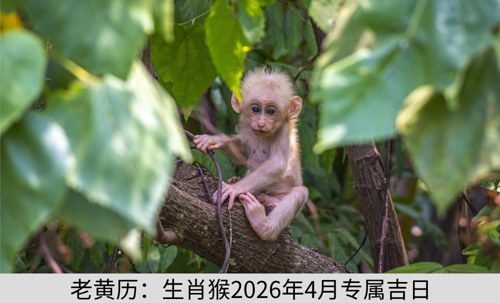 老黄历：生肖猴2026年4月专属吉日