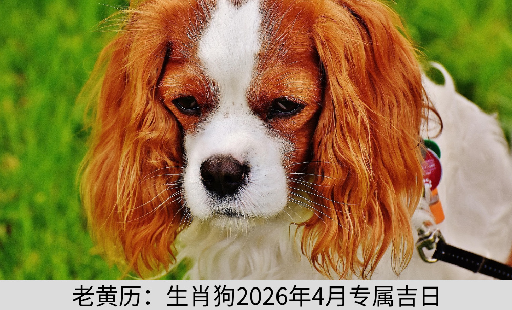 老黄历：生肖狗2026年4月专属吉日