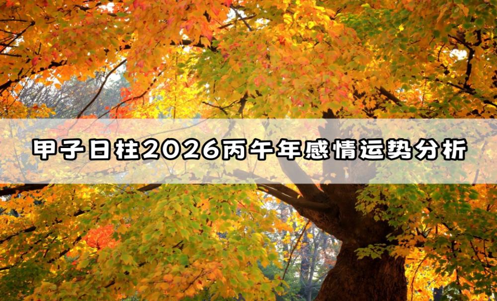 甲子日柱2026丙午年感情运势分析